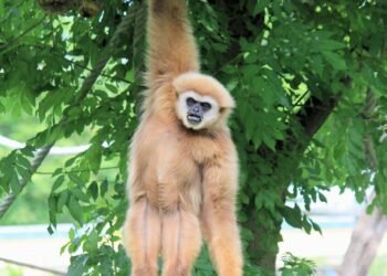brown monkey on green tree during daytime
