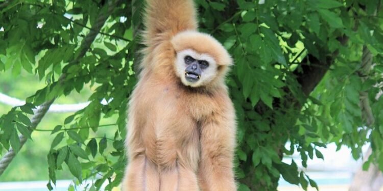 brown monkey on green tree during daytime